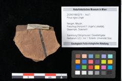 Foto (Objekt + Etikett) von Pinus rigios Unger (NHMW-GEO-2024-0188-0279)